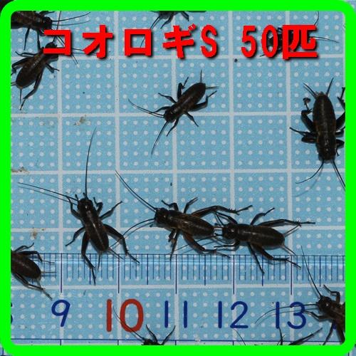 えさ用フタホシコオロギ Ｓサイズ ５０匹 カエルの生餌 ヤモリ トカゲ 