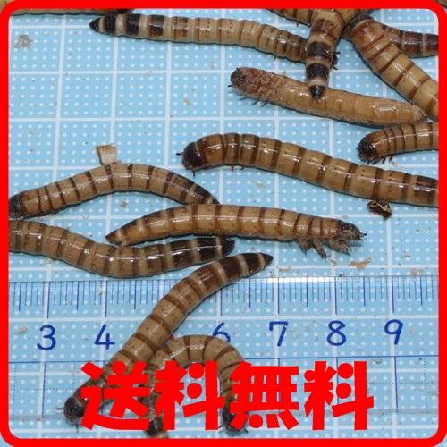 生き餌送料 ポスト投函 ジャイアント ミルワーム 100g(100匹〜)(トカゲの餌、ヤモリのエサ、カエルの餌)爬虫類 両生類の餌 ハリネズミの餌 : f-018 : あくあこねくしょん - 通販 - Yahoo!ショッピング 生き餌送料 ポスト投函 ジャイアント ミルワーム 100g(100匹〜)(トカゲの餌、ヤモリのエサ、カエルの餌)爬虫類 両生類の餌 ハリネズミの餌 : f-018 : あくあこねくしょん - 通販 - Yahoo!ショッピング