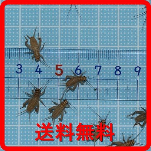 希少 送料 ３５０ ポスト投函 えさ用ヨーロッパイエコオロギ ｓサイズ 5０匹 トカゲ ヤモリ カエル