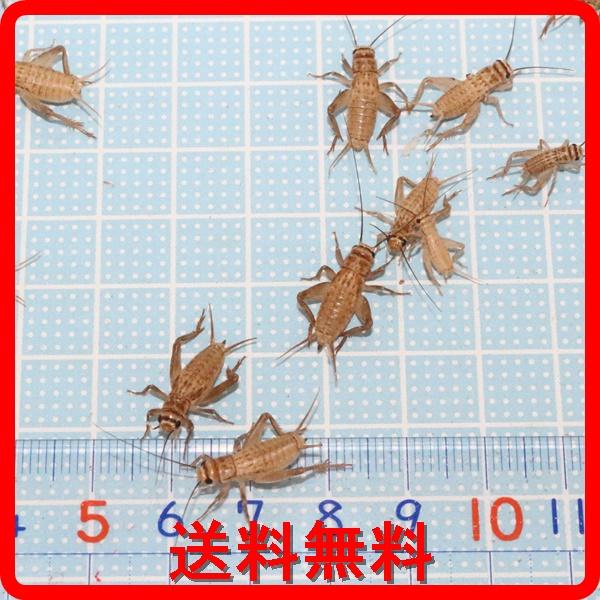 ヨーロッパイエコオロギ（8〜12ｍｍ位）Ｍサイズ　50匹 送料無料 （トカゲの餌、ヤモリのエサ、カエルの餌）（爬虫類 両生類のエサ　餌）（Yahoo!・あくあこねくしょん）