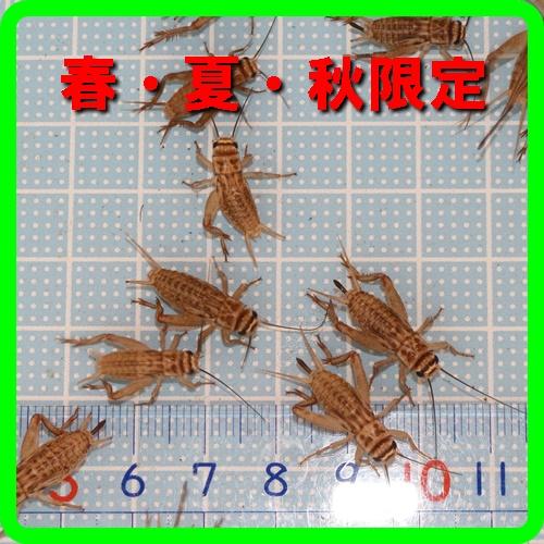 餌 ヨーロッパイエコオロギＭサイズ（8〜10ｍｍ） 100匹 春・夏・秋限定（トカゲの餌、ヤモリのエサ、カエルの餌）（Yahoo!・あくあこねくしょん）