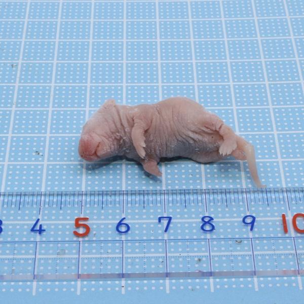 冷凍マウス ピンクマウス Lサイズ 10匹 コーンスネーク等 ヘビ トカゲ