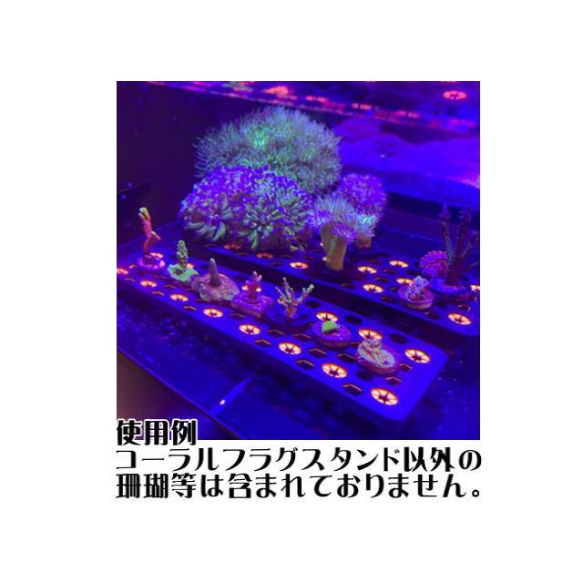 ZOOX コーラルフラグスタンドプロ グリーン 珊瑚スタンド フラグラック