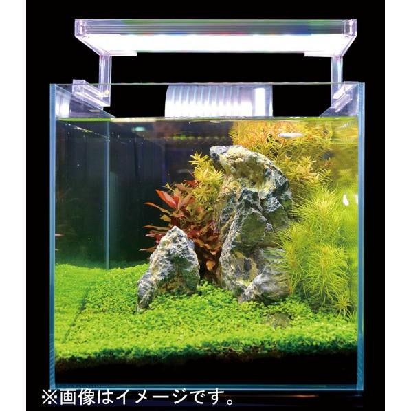 ナノレビル600ホワイト ゼンスイ ナノレビル 600 ホワイト nano LeviL WHITE 水草育成特化型
