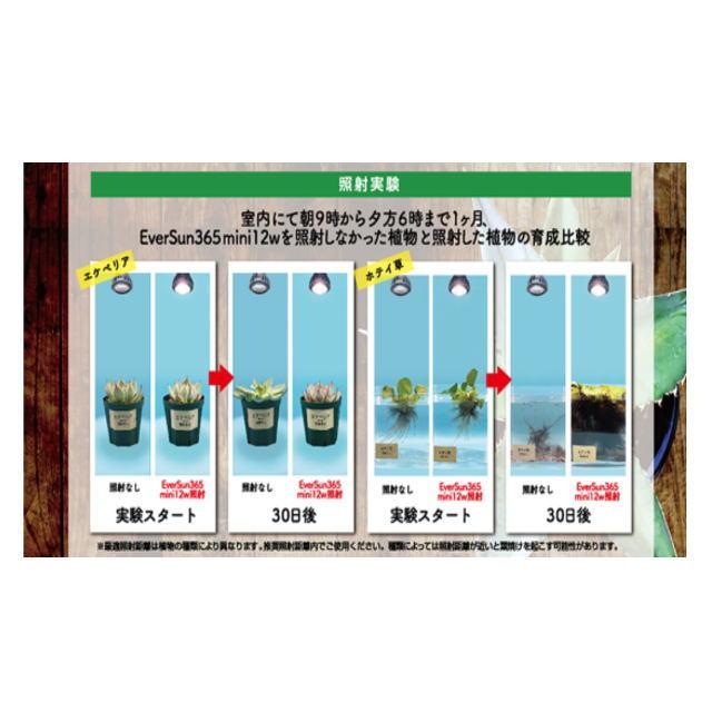 ゼンスイ エバーサン365ミニ12W ブラック EverSun365mini 植物 ゼンスイ エバーサン365ミニ12W ブラック EverSun365mini 植物