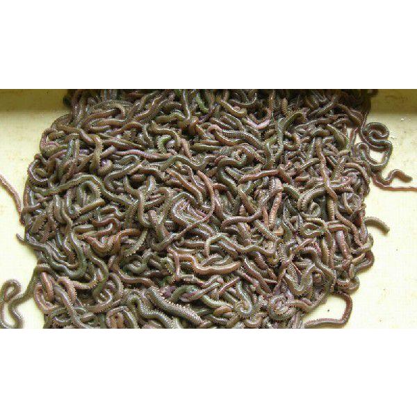 青虫 青イソメ 500ｇ 必ずお届け日の指定をおねがいします 全商品オープニング価格