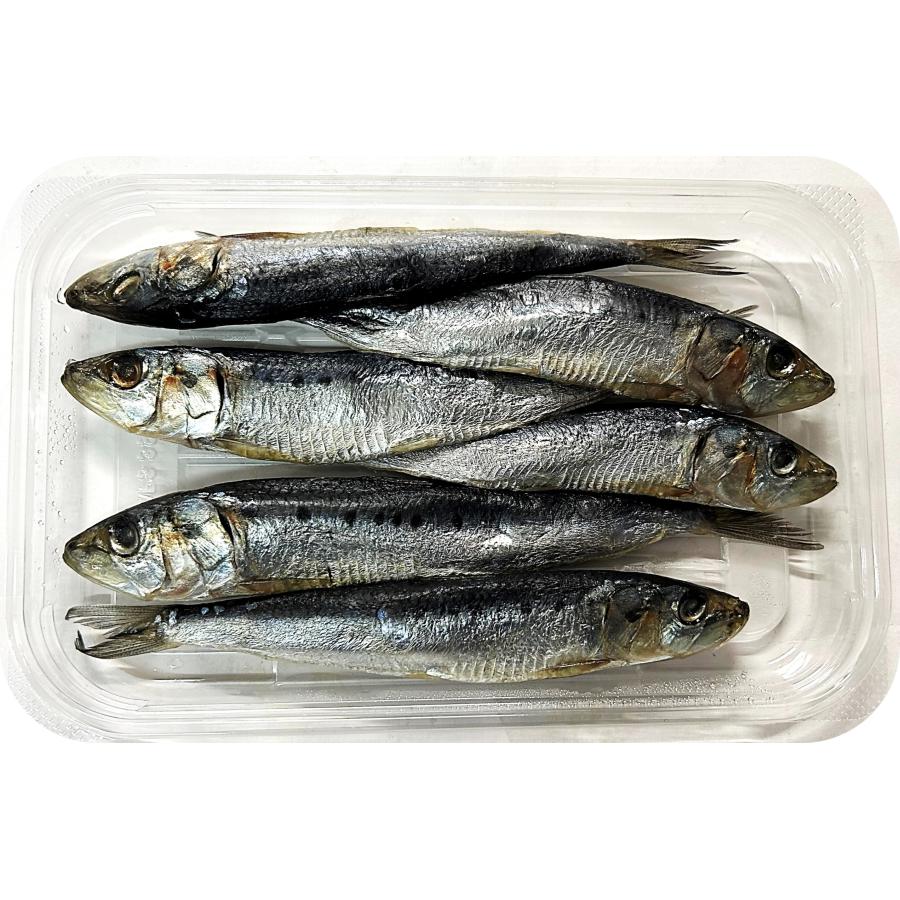 Komatsu つり物語 超塩締めいわし 6匹入り 冷凍商品 : アクアキューブ