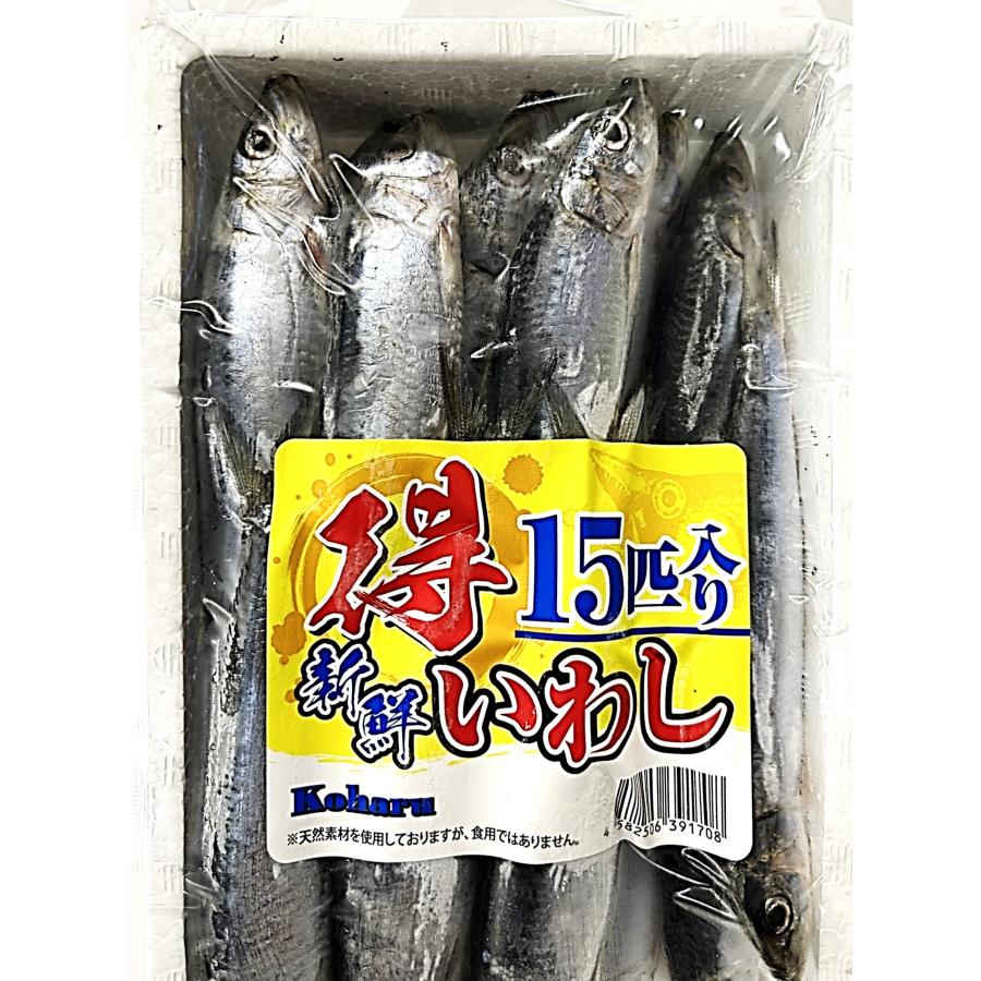 釣りえさ Koharu つり物語 得用新鮮いわしパック 15匹入り 釣りえさ用