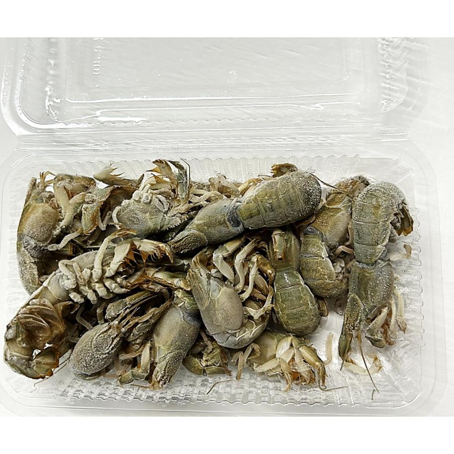 釣りえさ 冷凍ゲンダ（カメジャコ・アナジャコ） 中小サイズ(サイズ