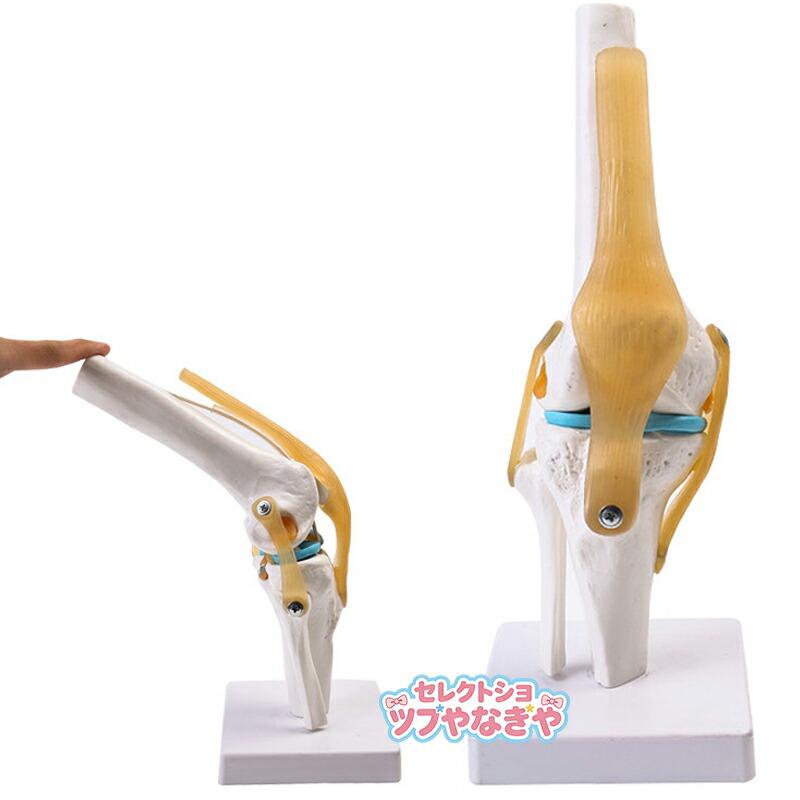 膝関節模型 膝関節モデル 半月板 ひざ靭帯 人体 骨格模型 実物大 骨格