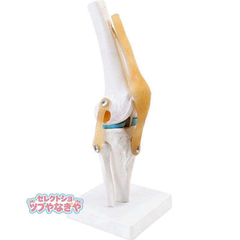 膝関節模型 膝関節モデル 半月板 ひざ靭帯 人体 骨格模型 実物大 骨格