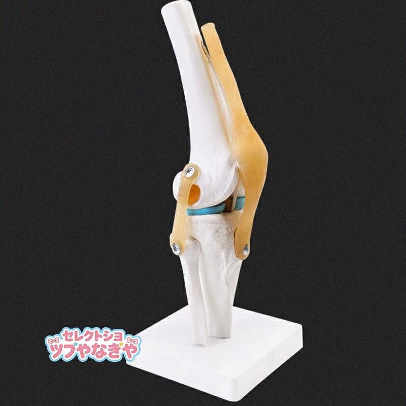膝関節模型 膝関節モデル 半月板 ひざ靭帯 人体 骨格模型 実物大 骨格
