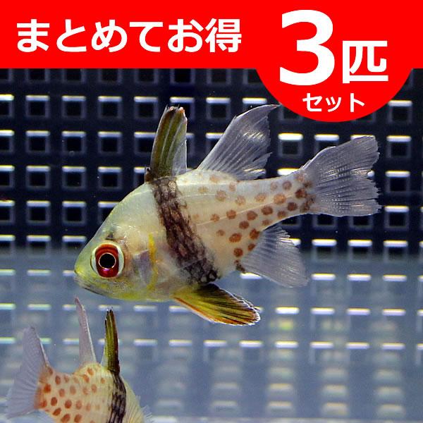 マンジュウイシモチ 4 5cm A 0003 海水魚 サンゴ 生体 Belle Ile Nature Org