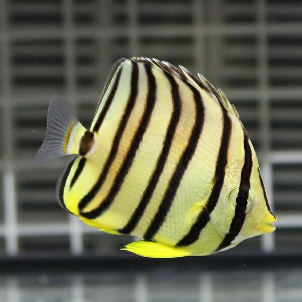 マンジュウイシモチ 3 5cm 10匹 A 0005 海水魚 サンゴ 生体 A 0005 アクアギフト 通販 Yahoo ショッピング