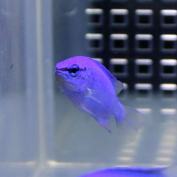 ルリスズメダイ 1匹 (A-0010) 海水魚 サンゴ 生体 : アクアギフト