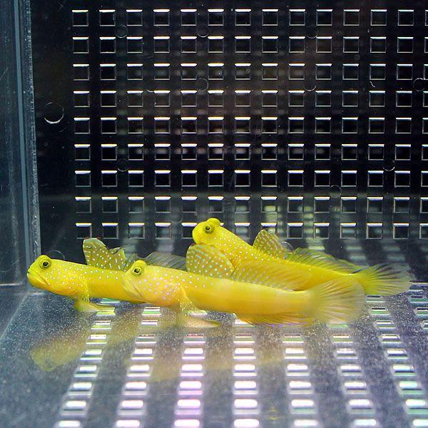 ギンガハゼ イエロー 3-5cm±(A-0012) 海水魚 サンゴ 生体｜aquagift｜02