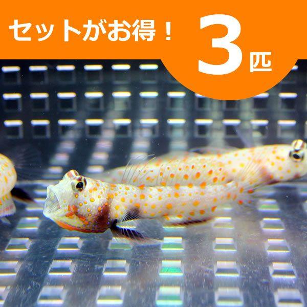 ヤマブキハゼ 4-6cm± ３匹セット 海水魚 ハゼ(A-0016) 海水魚 サンゴ 生体 | 