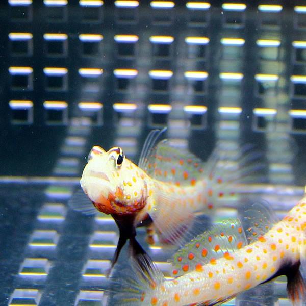 ヤマブキハゼ 4-6cm± ３匹セット 海水魚 ハゼ(A-0016) 海水魚 サンゴ 生体 |  | 01