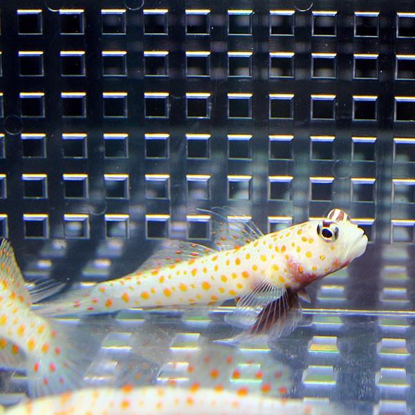 ヤマブキハゼ 4-6cm± ３匹セット 海水魚 ハゼ(A-0016) 海水魚 サンゴ 生体 |  | 02