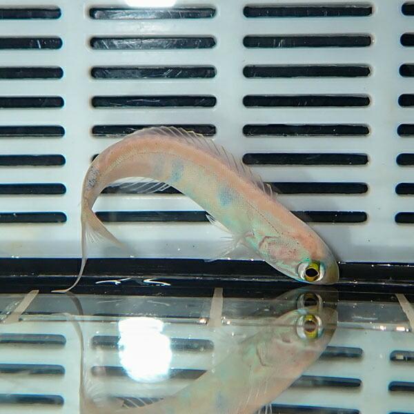 カスリフサカサゴ 4 5cm カサゴ 海水魚 A 0028 海水魚 サンゴ 生体 A 0028 アクアギフト 通販 Yahoo ショッピング