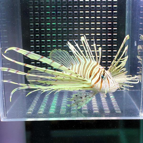 ミノカサゴ 10-12cm± カサゴ 海水魚 ! 15時までのご注文で当日発送