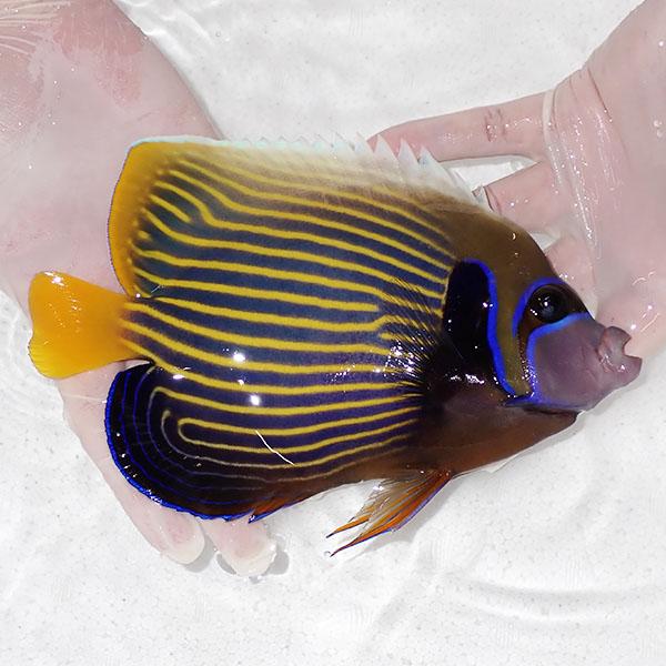【現物1】粒エサOK タテジマキンチャクダイ 20cm±!海水魚 ヤッコ  15時までのご注文で当日発送(t111(t207 |  | 01
