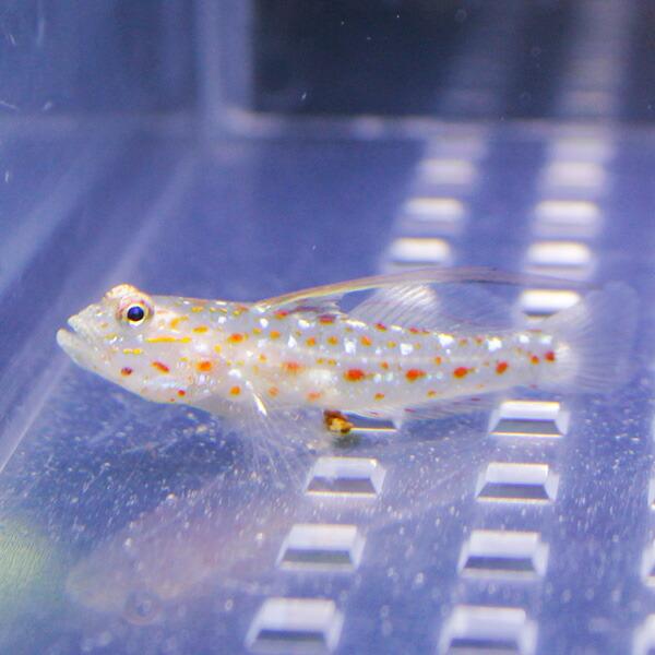 ハタタテシノビハゼ 初売り 4 6cm 海水魚 ハゼ A 0045 生体 サンゴ