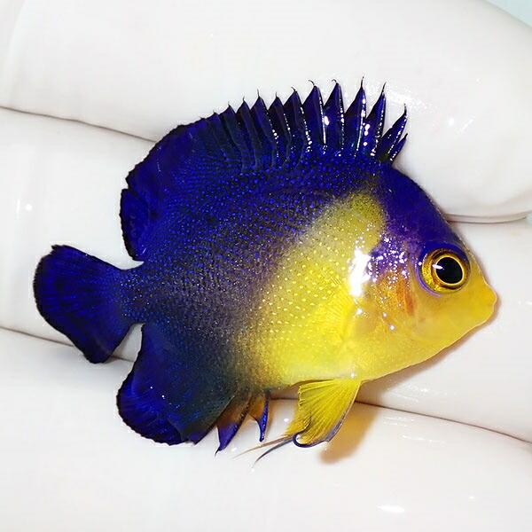 【現物6】スミレヤッコ 3.7cm±(A-0089) 海水魚 サンゴ 生体 ペット用品、生き物 熱帯魚、アクアリウム用品 観賞魚生体 OC1039654917(9295円)