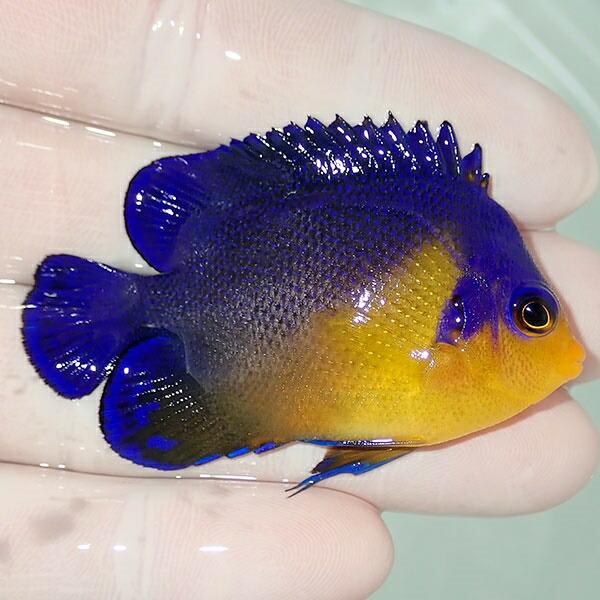 現物64 冷凍餌ok スミレヤッコ 5 5cm A 0090 海水魚 サンゴ 生体 A 0090 アクアギフト 通販 Yahoo ショッピング