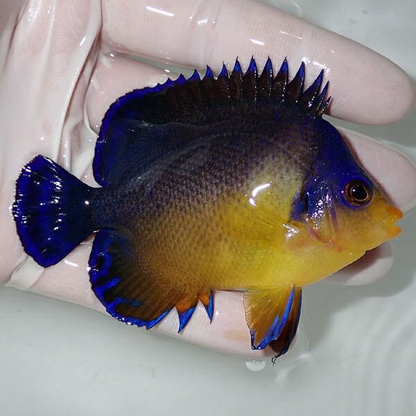 現物5 スミレヤッコ 9cm A 0090 海水魚 サンゴ 生体 Vitalitafisio Com Br