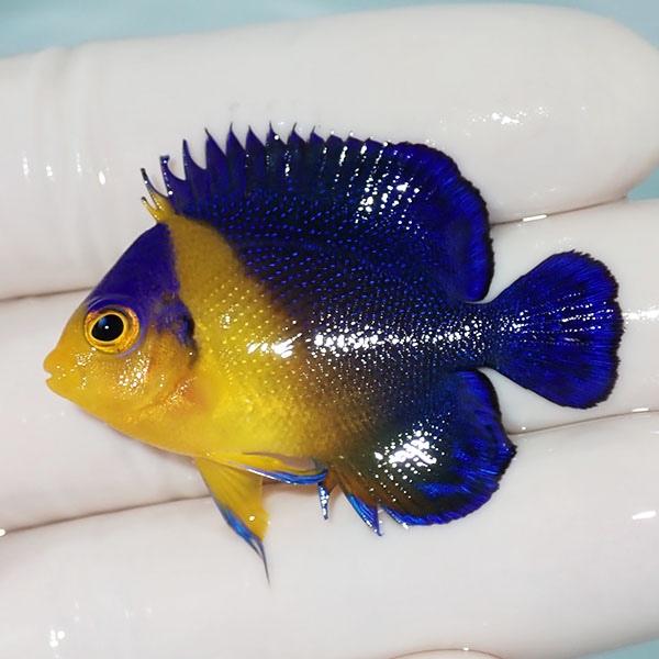 贅沢 生体 サンゴ 海水魚 5cm A 0091 スミレヤッコ 現物6 粒エサ餌付け済み 生体はアクアギフトにお任せ サンゴ 海水魚 観賞魚生体 Www Schweppes Co Zw