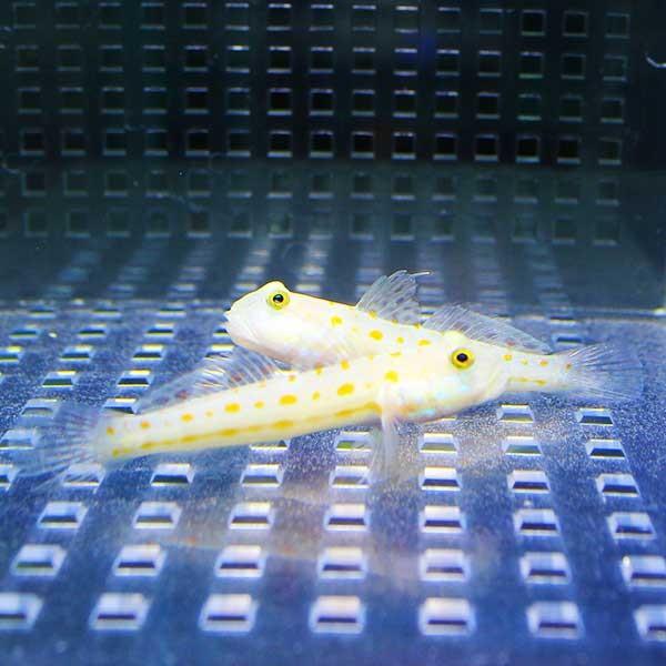 オトメハゼ 3-5cm±  海水魚 ハゼ(A-0100) 海水魚 サンゴ 生体｜aquagift｜03