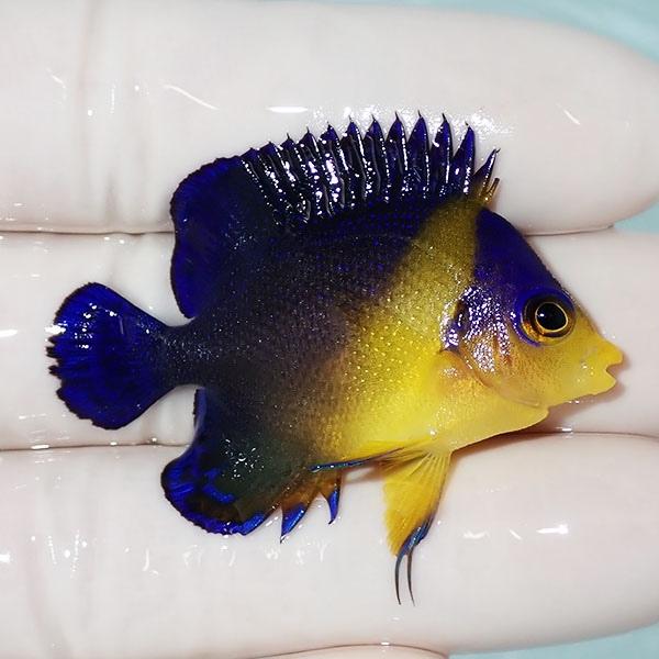 現物13】スミレヤッコ 4.5cm±! 海水魚 ヤッコ 15時までのご注文で当日 