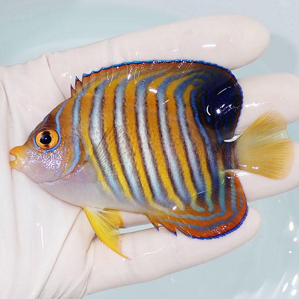 【現物1】ニシキヤッコ 6cm±!海水魚 ヤッコ15時までのご注文で当日発送(t111(t207 | 
