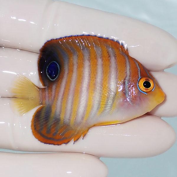 【現物1】ニシキヤッコ 6cm±!海水魚 ヤッコ15時までのご注文で当日発送(t111(t207 |  | 01