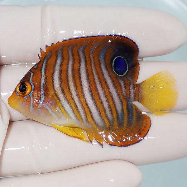 【現物2】ニシキヤッコ 5.5cm±!海水魚 ヤッコ15時までのご注文で当日発送(t111(t207 | 