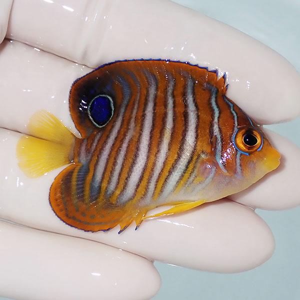 【現物2】ニシキヤッコ 5.5cm±!海水魚 ヤッコ15時までのご注文で当日発送(t111(t207 |  | 01
