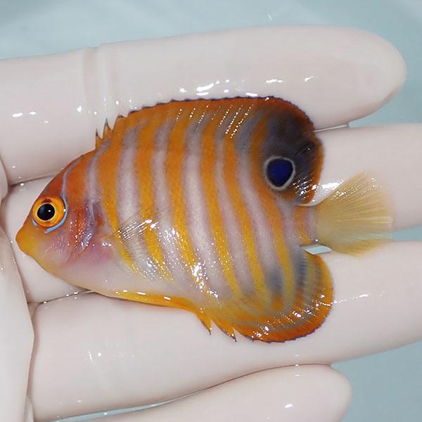 【現物4】ニシキヤッコ 6cm±!海水魚 ヤッコ15時までのご注文で当日発送(t111(t207 | 