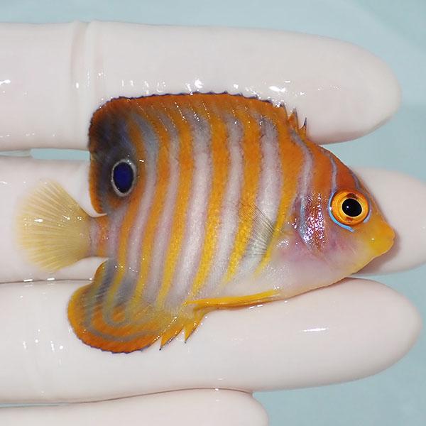 【現物4】ニシキヤッコ 6cm±!海水魚 ヤッコ15時までのご注文で当日発送(t111(t207 |  | 01