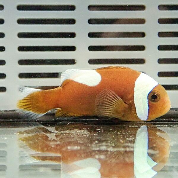 トウアカクマノミ 1匹 海水魚 クマノミ 餌付け 15時までのご注文で当日発送 クマノミ A 0129 アクアギフト 通販 Yahoo ショッピング