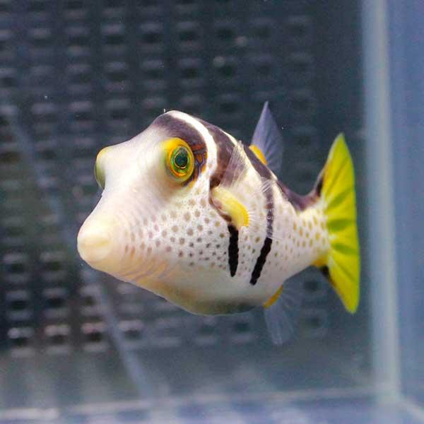 シマキンチャクフグ 4-6cm【1匹】! 海水魚 フグ｜aquagift｜02