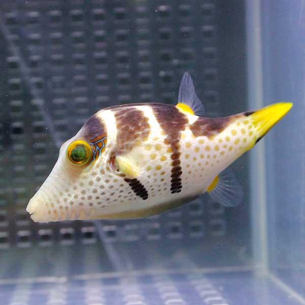 シマキンチャクフグ 4-6cm【1匹】! 海水魚 フグ｜aquagift｜03