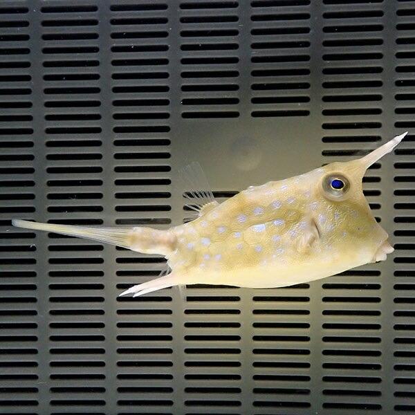 コンゴウフグ Big 8 11cm A 0146 海水魚 サンゴ 生体 A 0146 アクアギフト 通販 Yahoo ショッピング