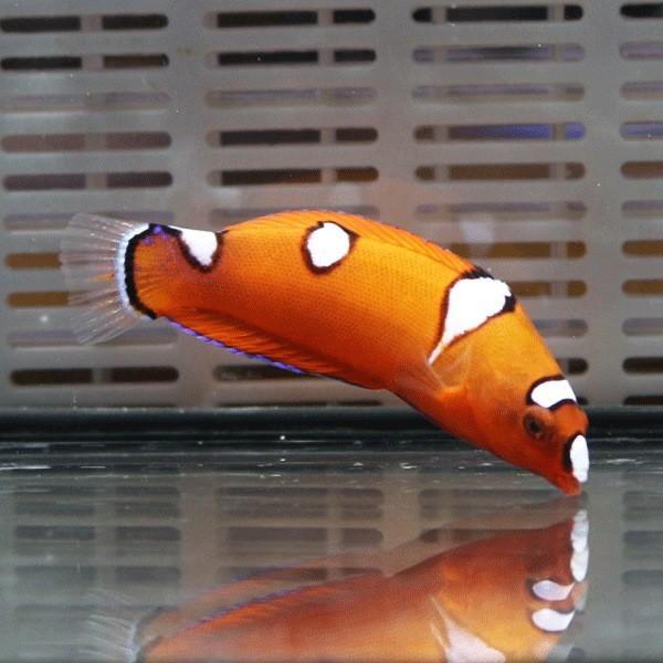 ツユベラ ブランド品 日本正規品 幼魚 4-5cm± A-0158 海水魚 生体 サンゴ