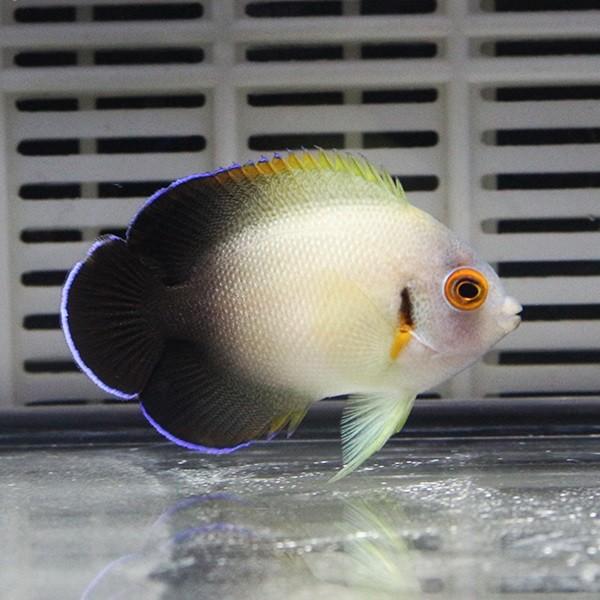 ナメラヤッコ 5-7cm± (A-0164) 海水魚 サンゴ 生体｜aquagift｜02