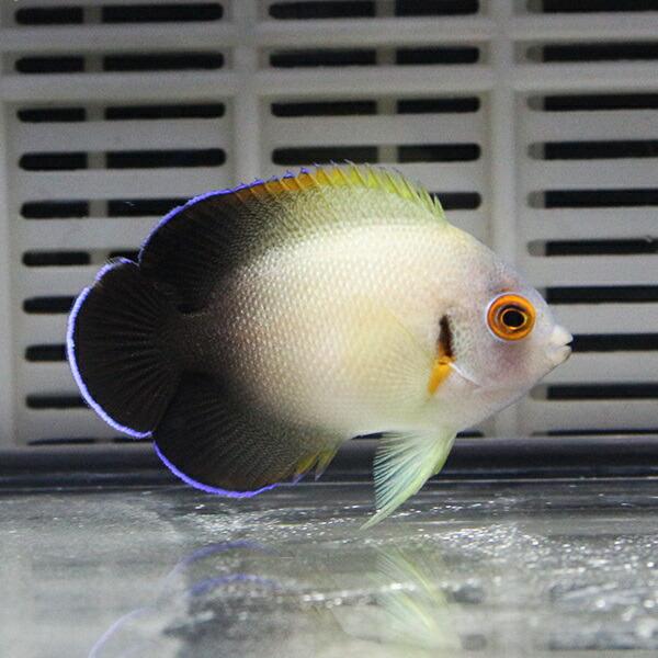 ナメラヤッコ 6-8cm± !海水魚 ヤッコ 15時までのご注文で当日発送(t111 |  | 01
