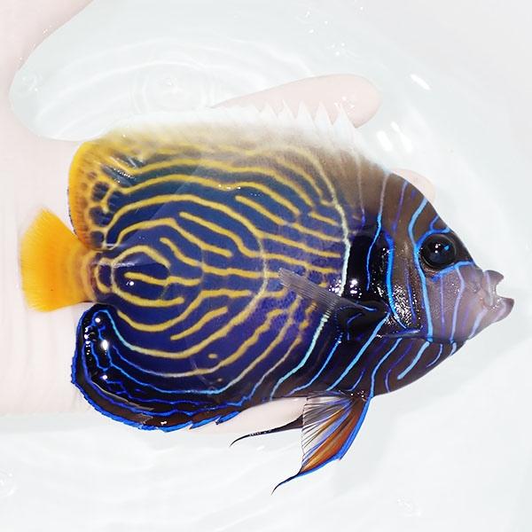 現物11】粒エサOK タテジマキンチャクダイ 15cm±!海水魚 ヤッコ 15時