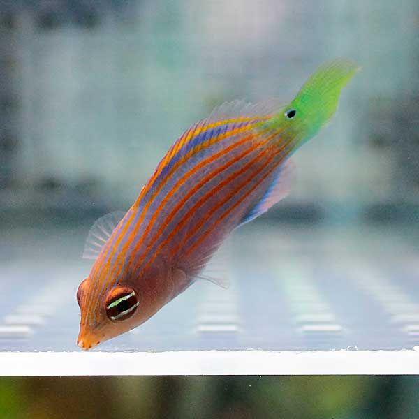 ニセモチノウオ 2-4cm±(A-0182) 海水魚 サンゴ 生体｜aquagift｜02