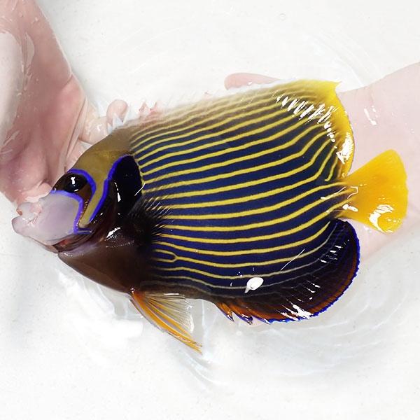 現物4 タテジマキンチャクダイ 15cm A 0191 海水魚 サンゴ 生体 A 0191 アクアギフト 通販 Yahoo ショッピング