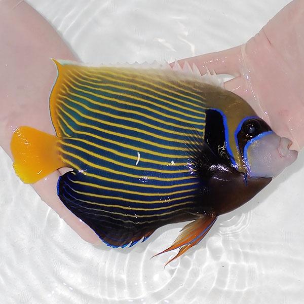 【現物2】粒エサOK 少しスレ有りタテジマキンチャクダイ 21cm±!海水魚 ヤッコ  15時までのご注文で当日発送(t111(t207 |  | 01